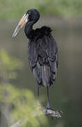 African Openbill