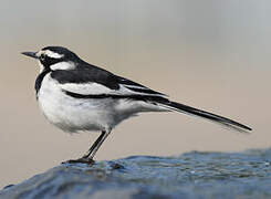 African Pied Wagtail