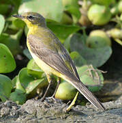 Western Yellow Wagtail