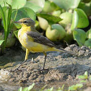 Western Yellow Wagtail