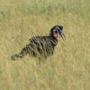 Abyssinian Ground Hornbill