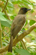 Common Bulbul