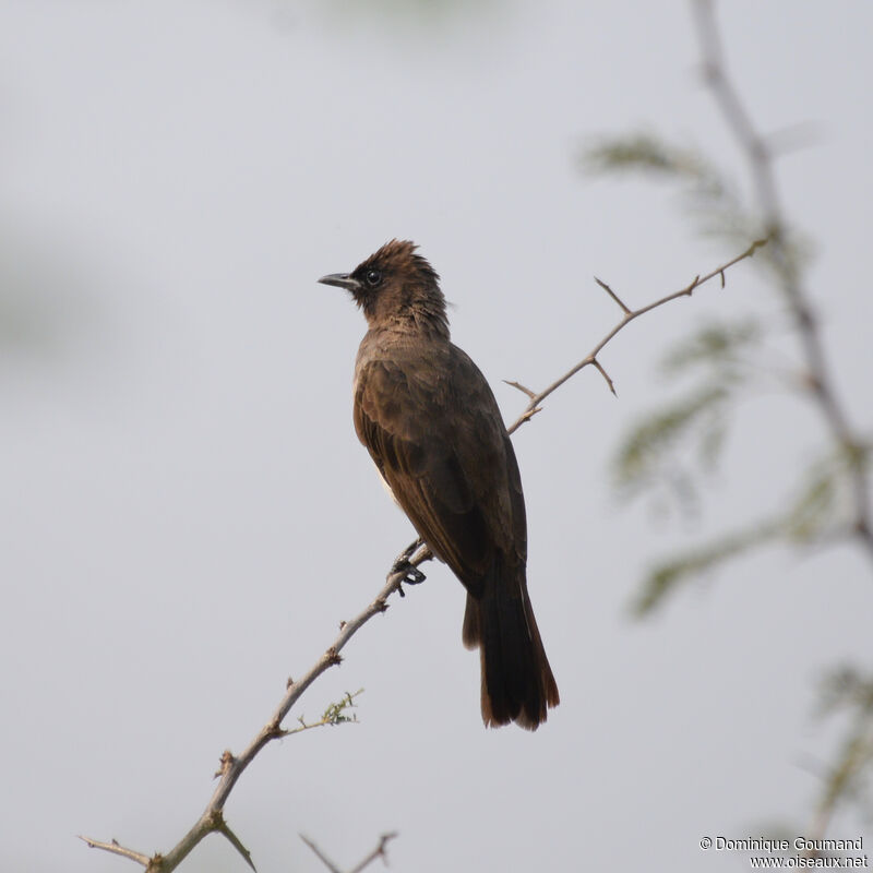 Common Bulbuladult, identification