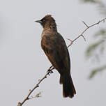 Bulbul des jardins