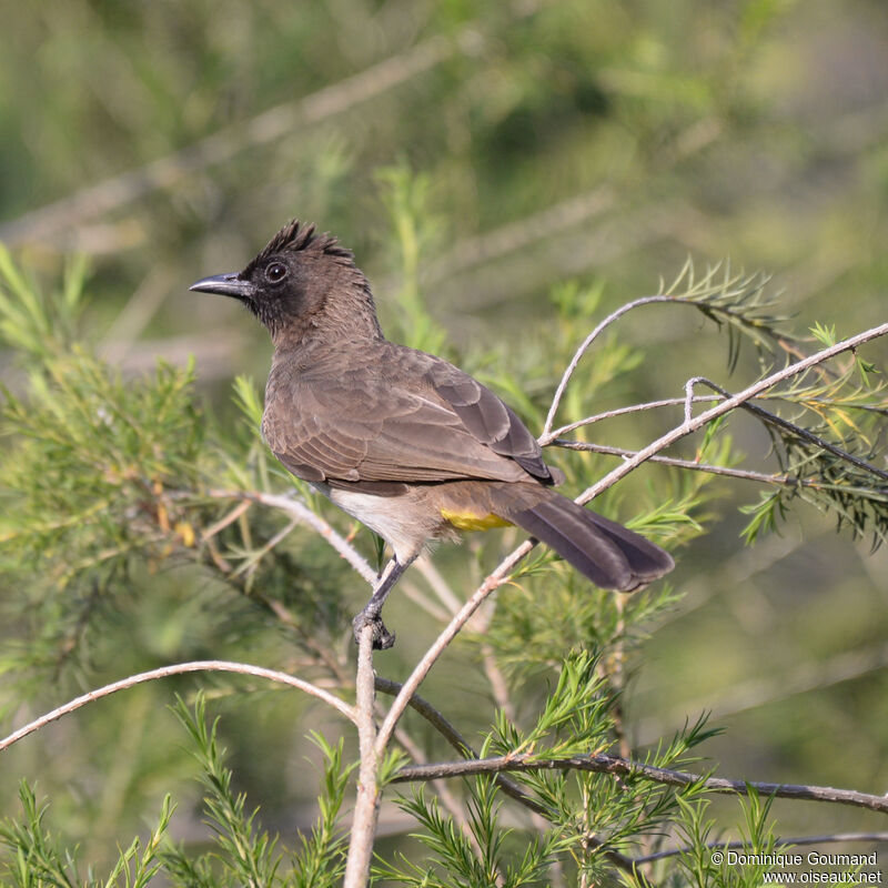 Bulbul tricoloreadulte