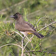 Bulbul tricolore