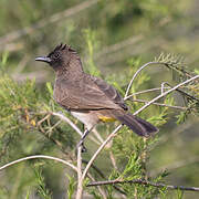 Dark-capped Bulbul