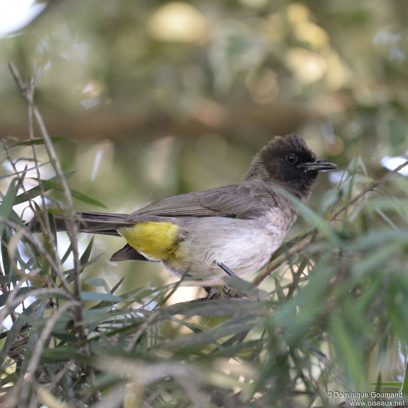 Bulbul tricoloreadulte