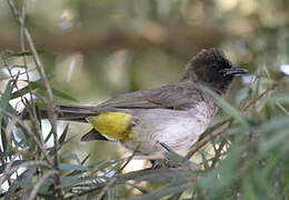 Dark-capped Bulbul