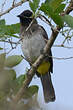 Bulbul tricolore