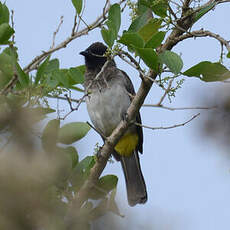 Bulbul tricolore