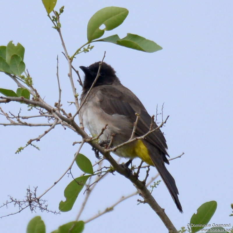 Dark-capped Bulbuladult