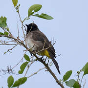 Dark-capped Bulbul