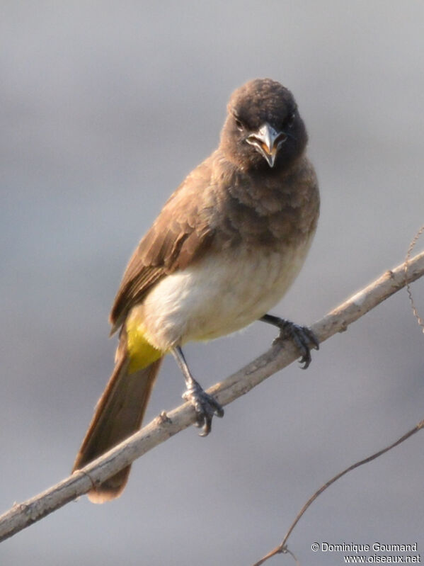 Bulbul tricoloreadulte