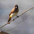 Bulbul tricolore