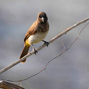 Dark-capped Bulbul