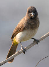 Bulbul tricolore