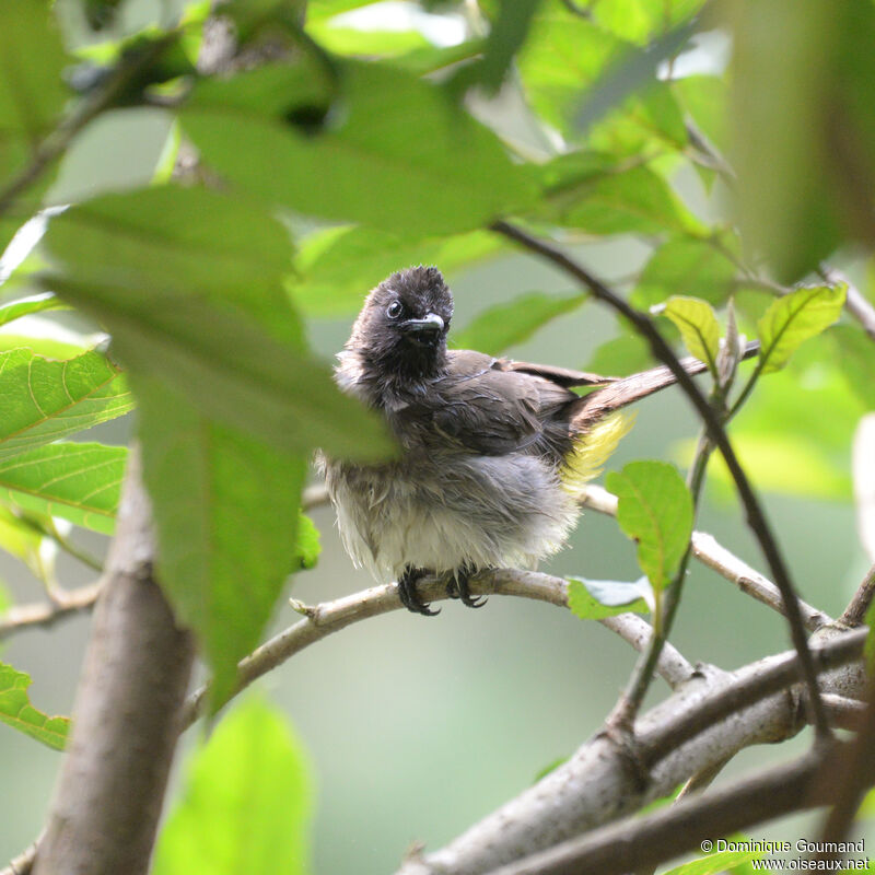 Dark-capped Bulbuladult, close-up portrait