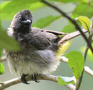 Dark-capped Bulbul