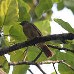 Bulbul verdâtre