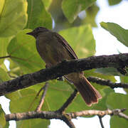 Bulbul verdâtre