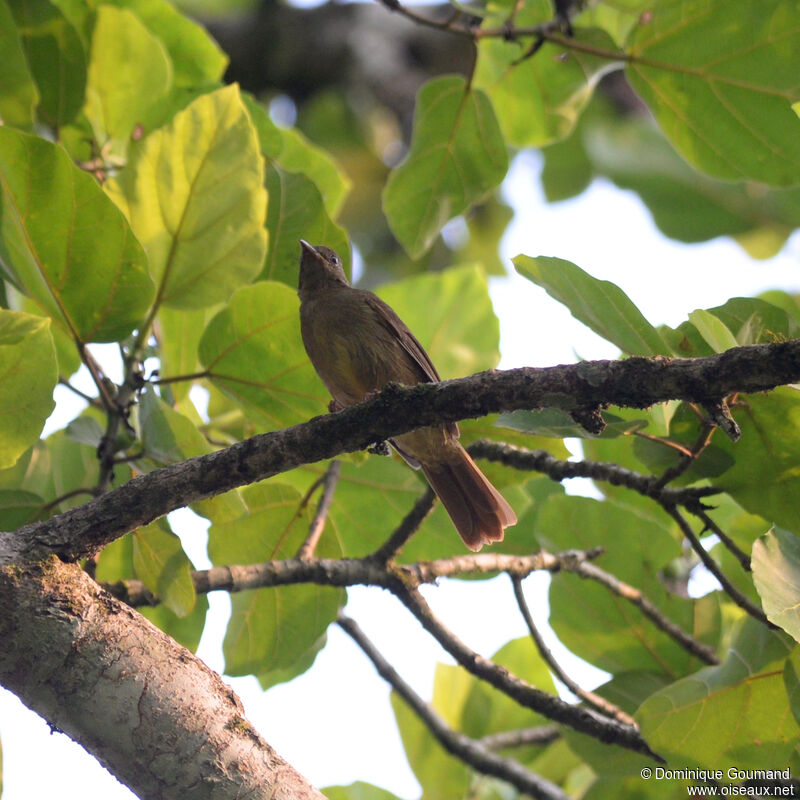 Bulbul verdâtreadulte, identification