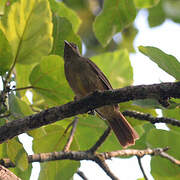 Bulbul verdâtre