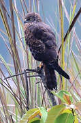 African Marsh Harrier