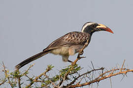 African Grey Hornbill