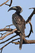 African Grey Hornbill