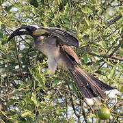 African Grey Hornbill