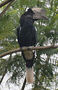 Black-and-white-casqued Hornbill