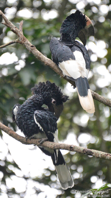 Black-and-white-casqued Hornbilladult