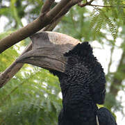 Black-and-white-casqued Hornbill