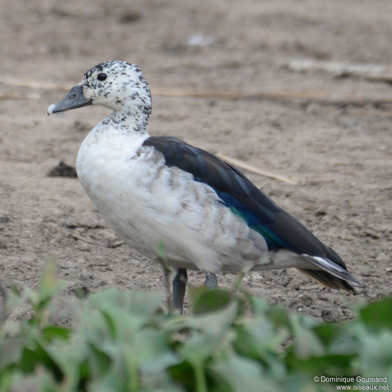 Knob-billed Duck female adult