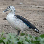 Knob-billed Duck