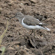 Common Sandpiper