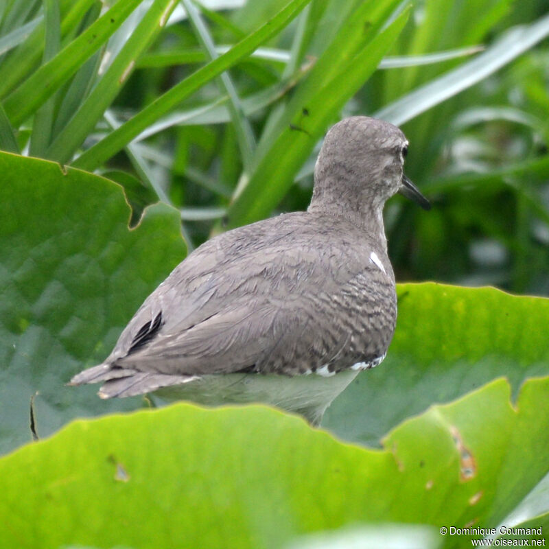 Chevalier guignetteadulte