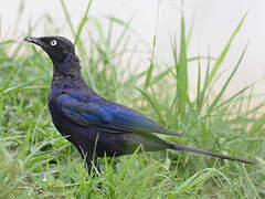 Rüppell's Starling