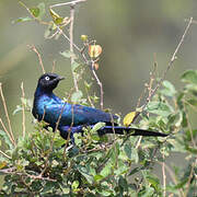 Rüppell's Starling