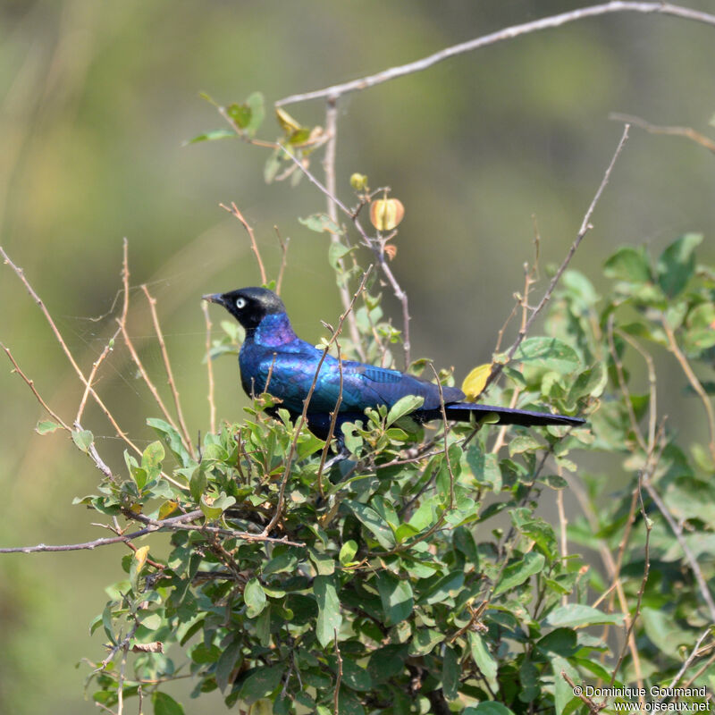 Choucador de Rüppelladulte, identification