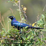 Rüppell's Starling