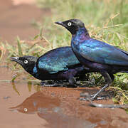 Rüppell's Starling