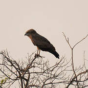 Western Banded Snake Eagle