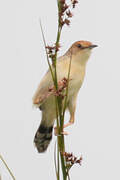 Winding Cisticola