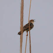 Winding Cisticola