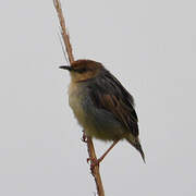 Winding Cisticola