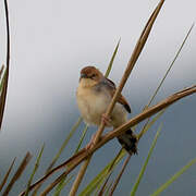 Winding Cisticola