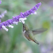 Colibri flammule