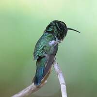 Colibri thalassin